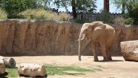 Reid Park Zoo Awaits Another Baby Elephant Birth City of Tucson