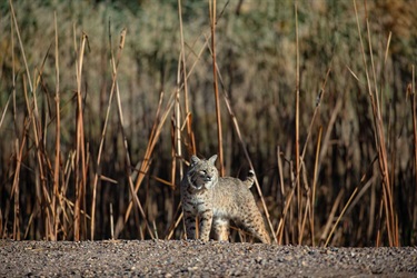 I arrived at around 9 am with the intention to look for the bobcats. About halfway through the wetlands I saw this one emerge from some brush. I followed at a distance with my 400 mm lens and snapped this photo in front of the reeds.